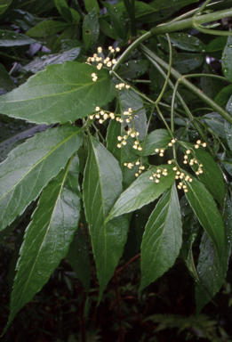 APII jpeg image of Sambucus australasica  © contact APII