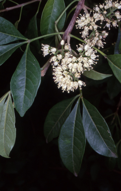 APII jpeg image of Melicope micrococca  © contact APII