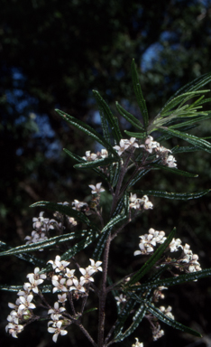 APII jpeg image of Zieria tuberculata  © contact APII