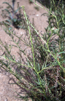APII jpeg image of Lepidium africanum  © contact APII