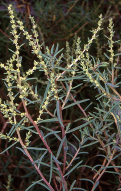 APII jpeg image of Suaeda australis  © contact APII