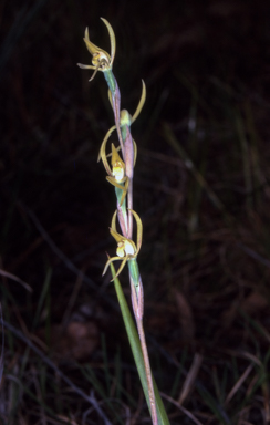 APII jpeg image of Lyperanthus suaveolens  © contact APII