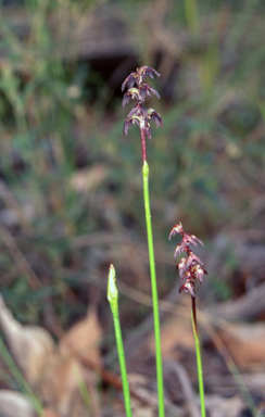 APII jpeg image of Corunastylis vernalis  © contact APII