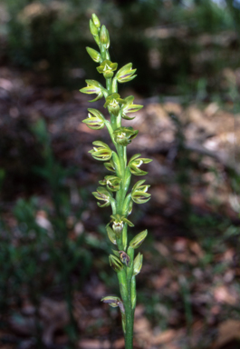 APII jpeg image of Prasophyllum flavum  © contact APII