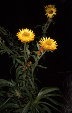 APII jpeg image of Xerochrysum bracteatum  © contact APII