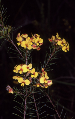 APII jpeg image of Dillwynia glaberrima  © contact APII