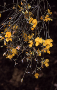 APII jpeg image of Jacksonia scoparia  © contact APII