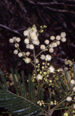 APII jpeg image of Acacia mearnsii  © contact APII
