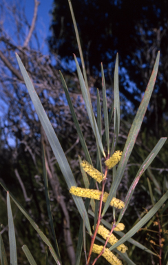 APII jpeg image of Acacia longifolia subsp. longifolia  © contact APII