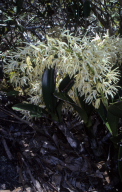 APII jpeg image of Dendrobium speciosum subsp. speciosum  © contact APII