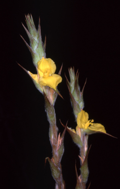 APII jpeg image of Philydrum lanuginosum  © contact APII