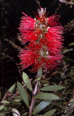 APII jpeg image of Callistemon citrinus  © contact APII