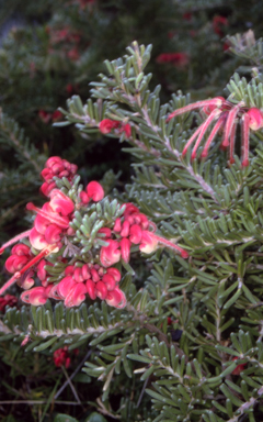 APII jpeg image of Grevillea lanigera  © contact APII