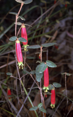 APII jpeg image of Correa reflexa var. speciosa  © contact APII