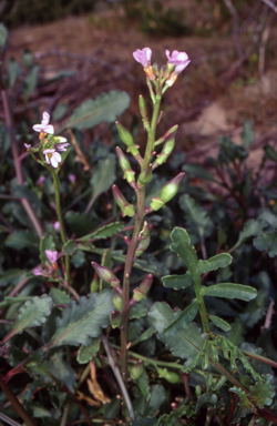 APII jpeg image of Cakile maritima  © contact APII