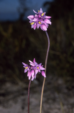 APII jpeg image of Sowerbaea juncea  © contact APII