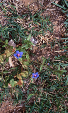 APII jpeg image of Lysimachia arvensis  © contact APII