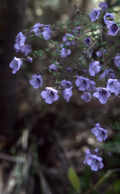 APII jpeg image of Prostanthera violacea  © contact APII
