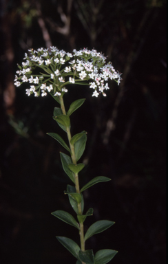 APII jpeg image of Platysace lanceolata  © contact APII