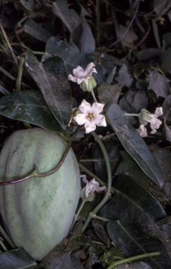 APII jpeg image of Araujia sericifera  © contact APII