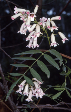 APII jpeg image of Pandorea pandorana  © contact APII