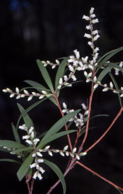 APII jpeg image of Styphelia affinis  © contact APII