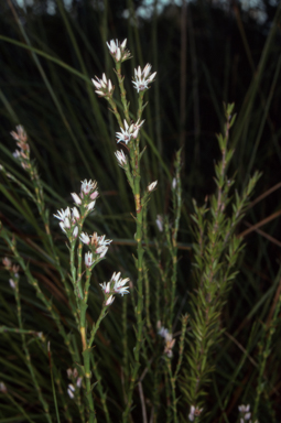 APII jpeg image of Sprengelia incarnata  © contact APII