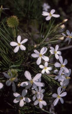 APII jpeg image of Ricinocarpos pinifolius  © contact APII