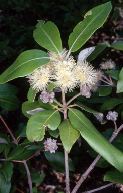 APII jpeg image of Syncarpia glomulifera subsp. glomulifera  © contact APII