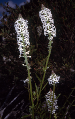 APII jpeg image of Stackhousia monogyna  © contact APII