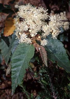 APII jpeg image of Androcalva fraseri  © contact APII