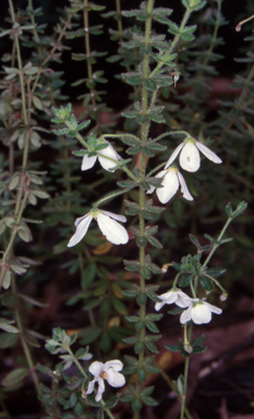 APII jpeg image of Tetratheca thymifolia  © contact APII