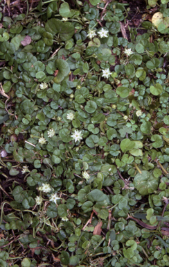 APII jpeg image of Dichondra repens  © contact APII