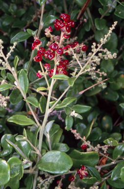 APII jpeg image of Rhagodia candolleana subsp. candolleana  © contact APII