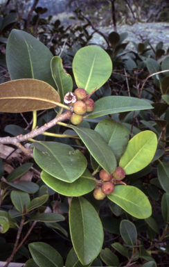 APII jpeg image of Ficus rubiginosa  © contact APII