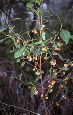 APII jpeg image of Dodonaea triquetra  © contact APII
