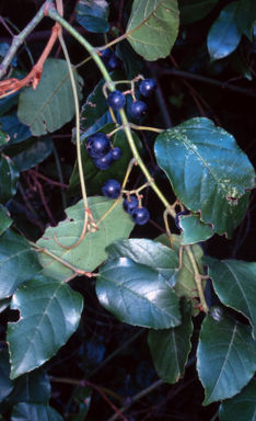 APII jpeg image of Cissus antarctica  © contact APII