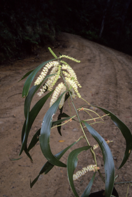 APII jpeg image of Acacia maidenii  © contact APII