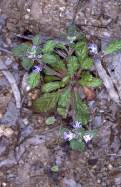 APII jpeg image of Ajuga australis  © contact APII