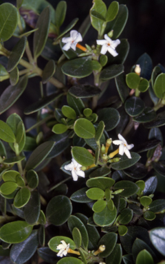 APII jpeg image of Alyxia buxifolia  © contact APII