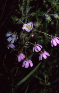 APII jpeg image of Bauera rubioides  © contact APII