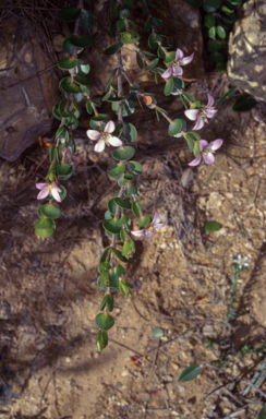APII jpeg image of Boronia rhomboidea  © contact APII