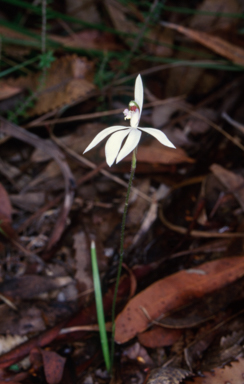 APII jpeg image of Caladenia picta  © contact APII