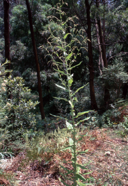 APII jpeg image of Calomeria amaranthoides  © contact APII