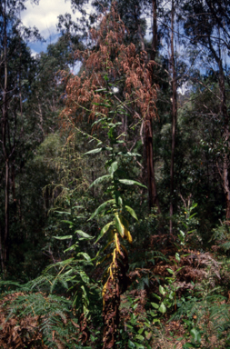 APII jpeg image of Calomeria amaranthoides  © contact APII