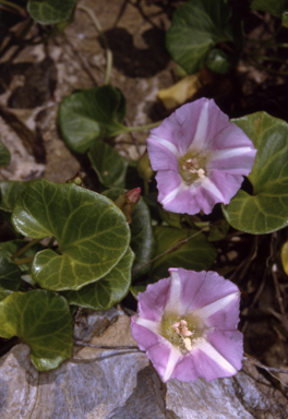 APII jpeg image of Calystegia soldanella  © contact APII