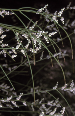 APII jpeg image of Choretrum candollei  © contact APII