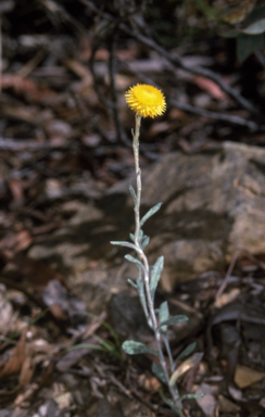 APII jpeg image of Chrysocephalum apiculatum  © contact APII