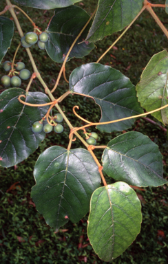 APII jpeg image of Cissus antarctica  © contact APII