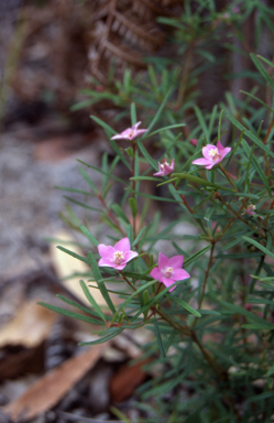APII jpeg image of Crowea exalata subsp. magnifolia  © contact APII
